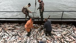 Американка во время созвона в Zoom спасла тонущих рыбаков