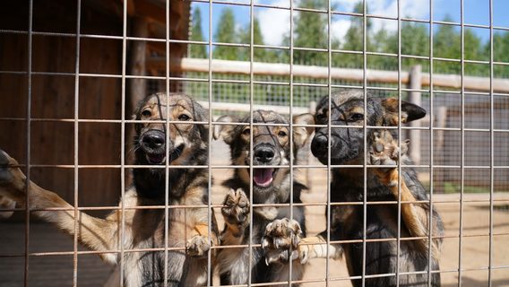 Как айтишница помогает животным, у которых нет дома