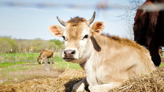 Разгневанный сисадмин заменил всю музыку на айподах коллег коровьим мычанием