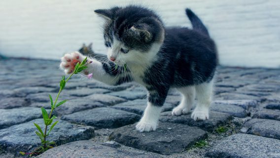 EPAM и другие хайрят в Польше, хоть и не так активно. Вот кого и на какие деньги