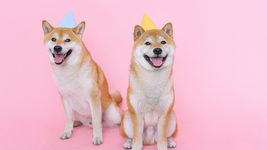 Shiba Inu (Сиба-Ину) установила рекорд цены: как мем-токен вошел в топ-10 криптовалют