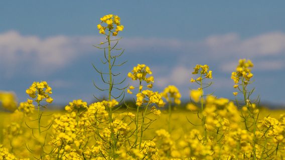 Половина айтишников думает, что им платят ниже рынка. Релокейт коллег не особо повлиял