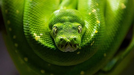 Google запустила новый курс по автоматизации задач на Python 