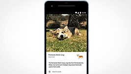 Google Lens научили распознавать породы животных 