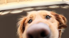 🐶 Не прокачивайте pet-проекты для собесов! Почему? Объясняет беларуска в MAANG