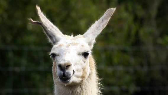 Meta представила Code Llama — ИИ-генератор программного кода