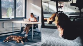 OneSoil открыл dog friendly офис в Варшаве