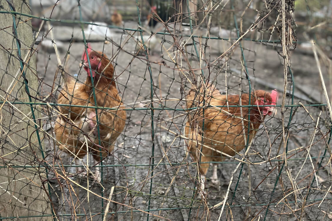 Сельгасвытворчасць у 2025 годзе павялічылася на 0,2%, у 2024-м рост быў на 3,4%