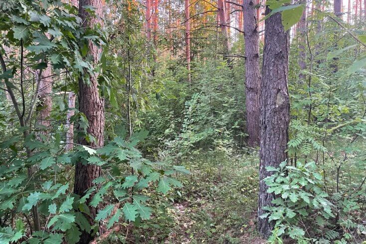 Запрет на посещение лесов введен в трех районах Беларуси, ограничение — в 13