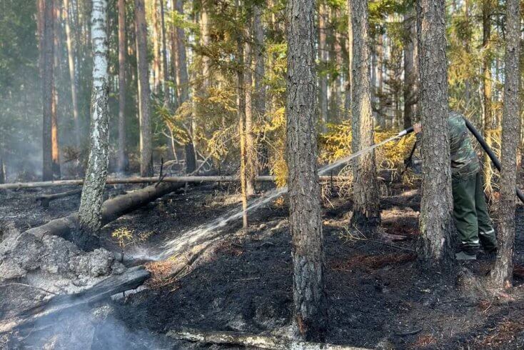 На поўдні Беларусі тушаць лясны пажар, Мінлясгас сцвярджае, што агонь перакінуўся з тэрыторыі Украіны