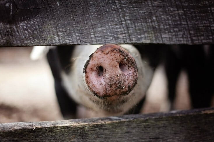 В июле в ЕАЭС цены на сельхозпродукцию выросли лишь в Беларуси