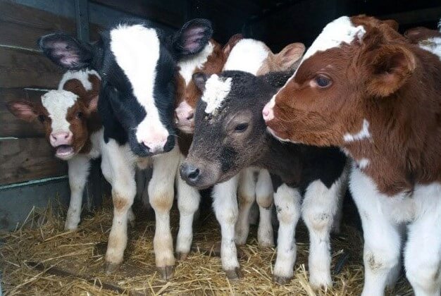 Как можно не защитить котенка, поросенка, теленка, собачонку? — Лукашенко вновь озаботился падежом скота