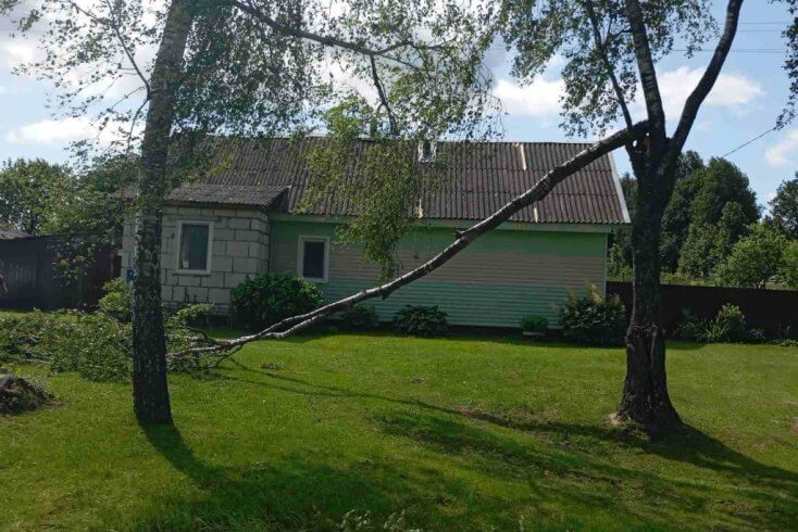 Случаи падения деревьев из-за непогоды зафиксированы во всех регионах Беларуси, кроме Брестской и Гомельской областей