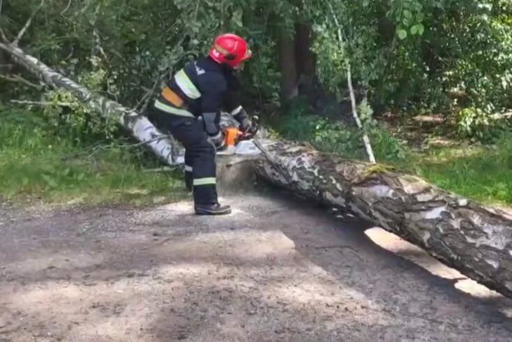 В Ждановичах упавшее из-за ветра дерево повредило автомобиль