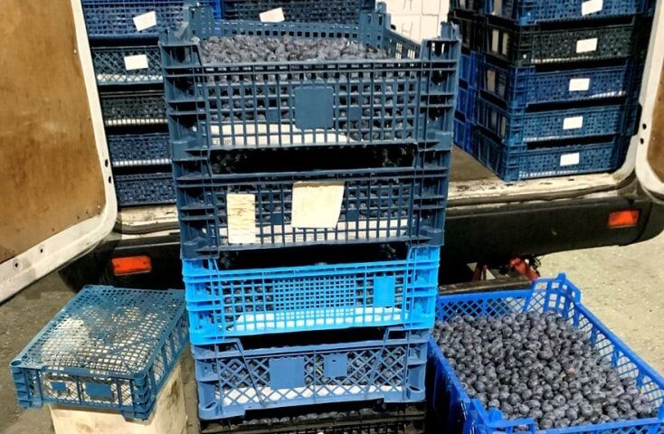 Russia sends 4.1 tons of berries back to Belarus citing lack of proper documents