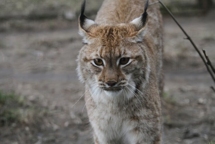 Шуневич назвал провальным первый за многие годы сезон охоты на рысь — добыто всего шесть особей
