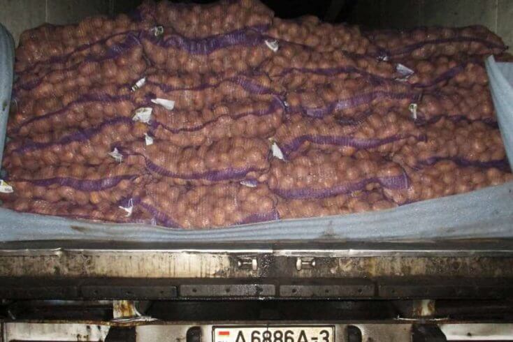 В Россию не пропустили очередную партию белорусского картофеля