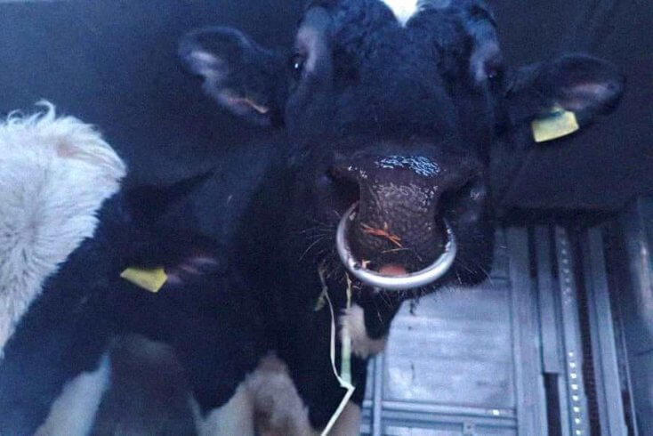 Россельхознадзор вернул в Беларусь шесть быков голштинской породы