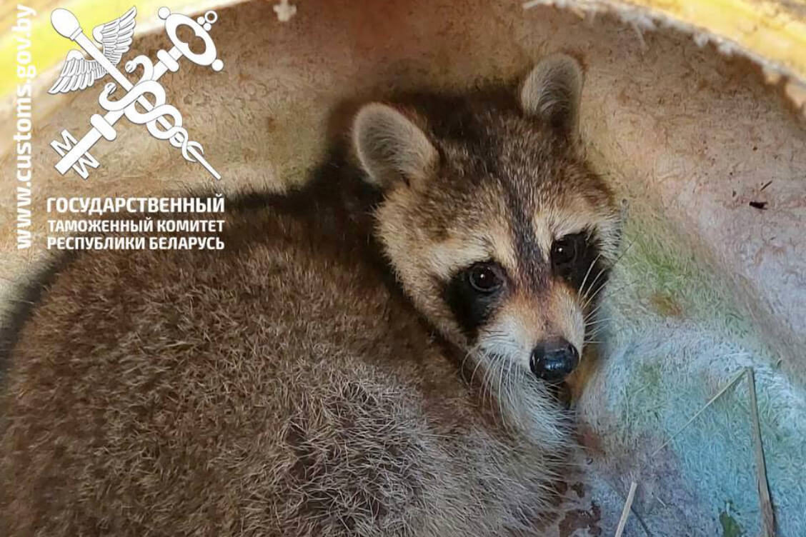 Обнаруженный в прибывшем из США автомобиле енот останется на карантине минимум до 17 января