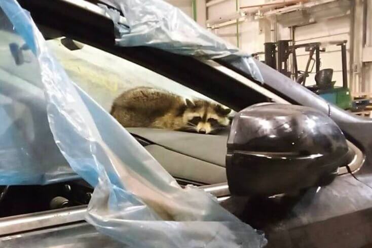 У аўтамабілі, які прыбыў з ЗША, мытнікі знайшлі янота