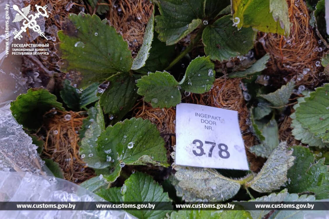 Из Польши в Беларусь пытались ввезти саженцы земляники с указанием заниженной стоимости