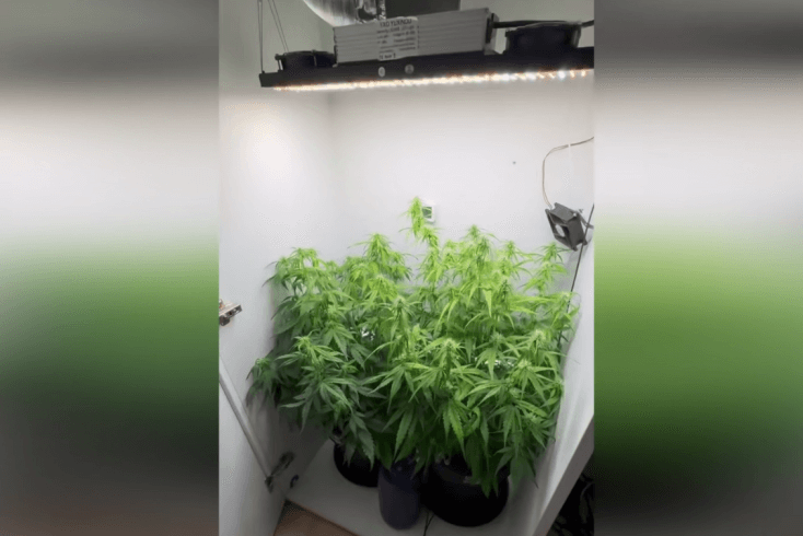 Против 39-летнего минчанина возбуждено уголовное дело за выращивание в квартире марихуаны