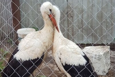 "Дом брэсцкага бусла" будзе ліквідаваны з-за адмовы ў арэндзе зямлі — дырэктар