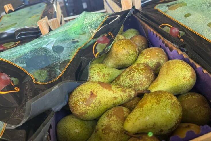 В России уничтожено 80 тонн польских груш, ввезенных из Беларуси