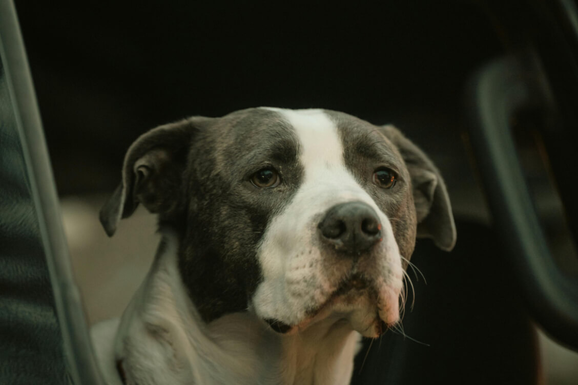 Ветеринарная служба Латвии призвала не покупать домашних животных в Беларуси