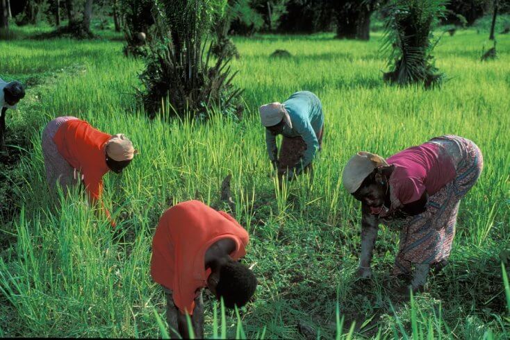 Лукашенко хочет больше сотрудничать с Ганой в области сельского хозяйства, промкооперации, нефтехимии