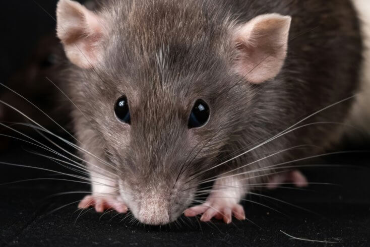 Лукашенко потребовал ужесточить подготовку водителей, чтобы за руль не садились "мышь, крыса и журавль"