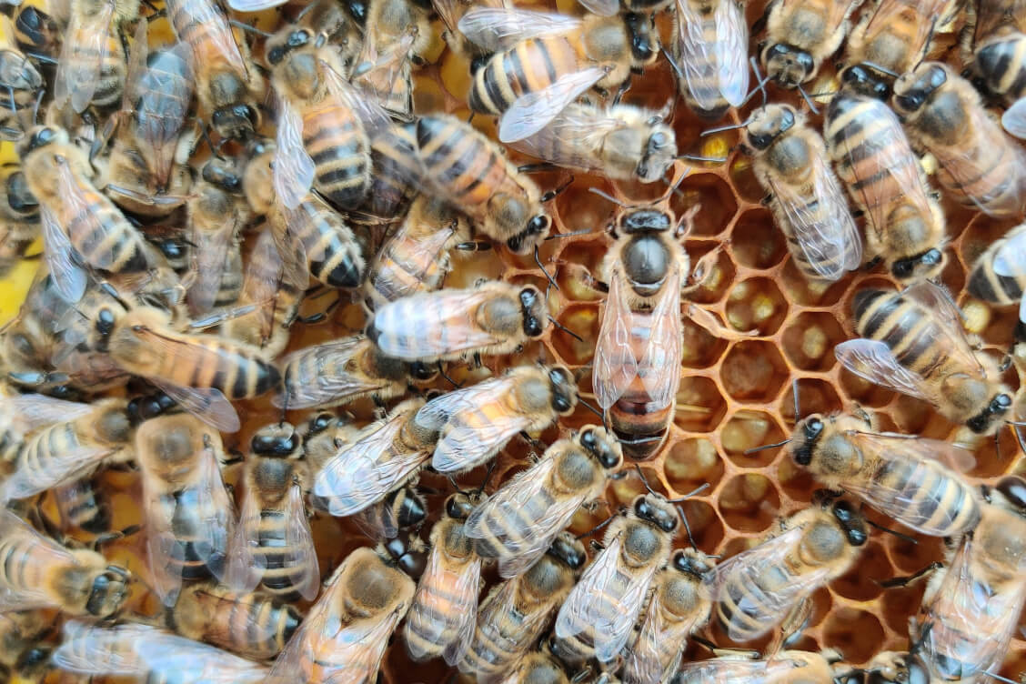 Рассельгаснагляд не дазволіў увезці ў РФ з Беларусі пчол — другі раз у красавіку