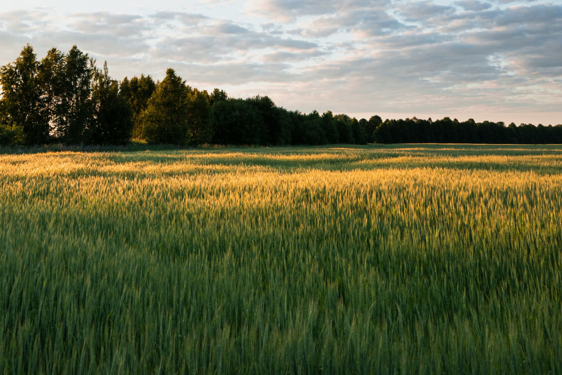 Правительство разрешило использовать более 1,3 тыс. га пострадавших от аварии на ЧАЭС земель, около трети — с ограничениями