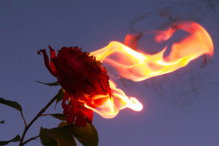 В России сожгли несколько партий привезенных из Беларуси роз и более 20 т свиного жира