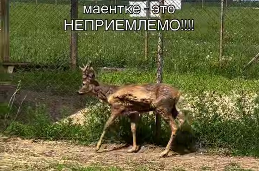 Из-за нарушения правил регистрации диких животных в отношении туркомплекса 