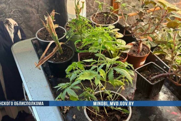 В Минском районе за выращивание конопли задержан заведующий сельским домом культуры