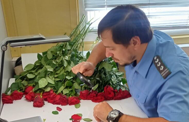 З Мінска ў Маскоўскую вобласць везлі ружы, заражаныя небяспечным шкоднікам — кветкі спалілі ў Расіі