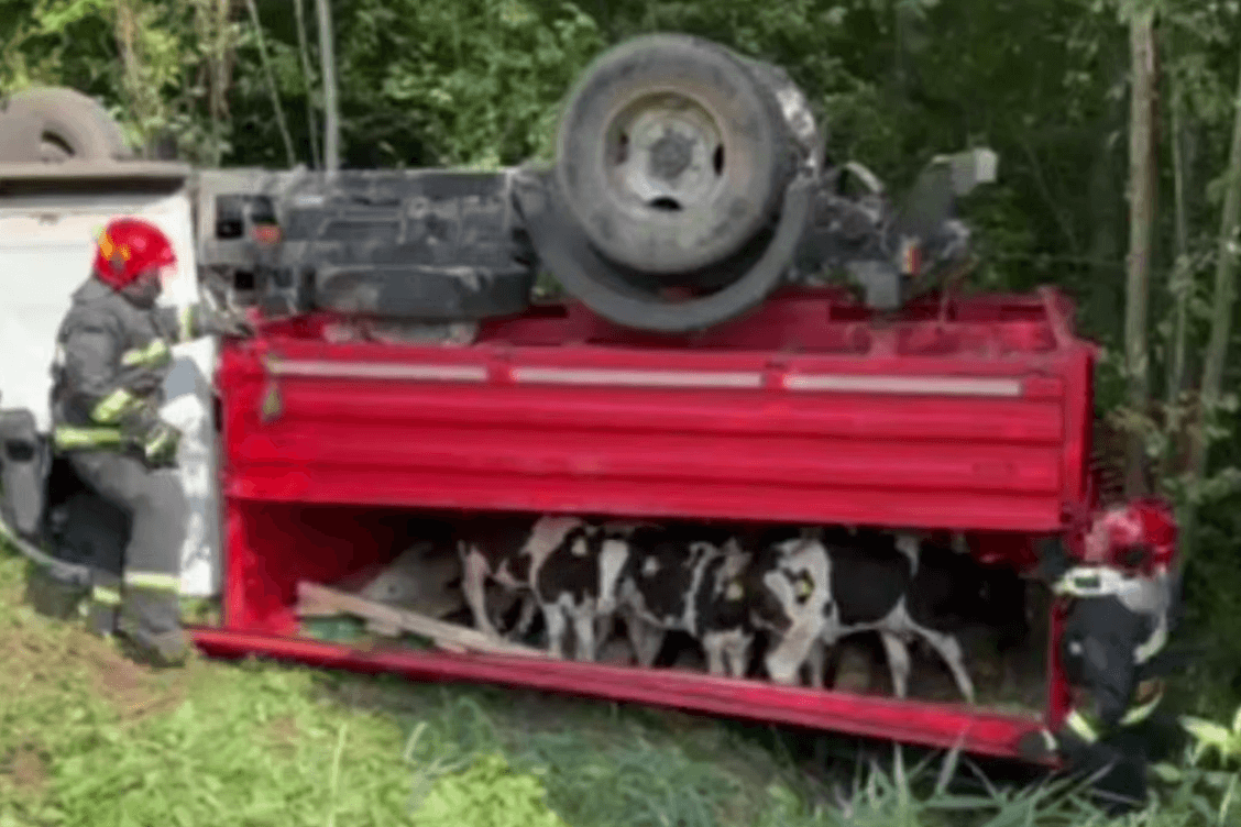 Грузовик с телятами опрокинулся в Чашникском районе